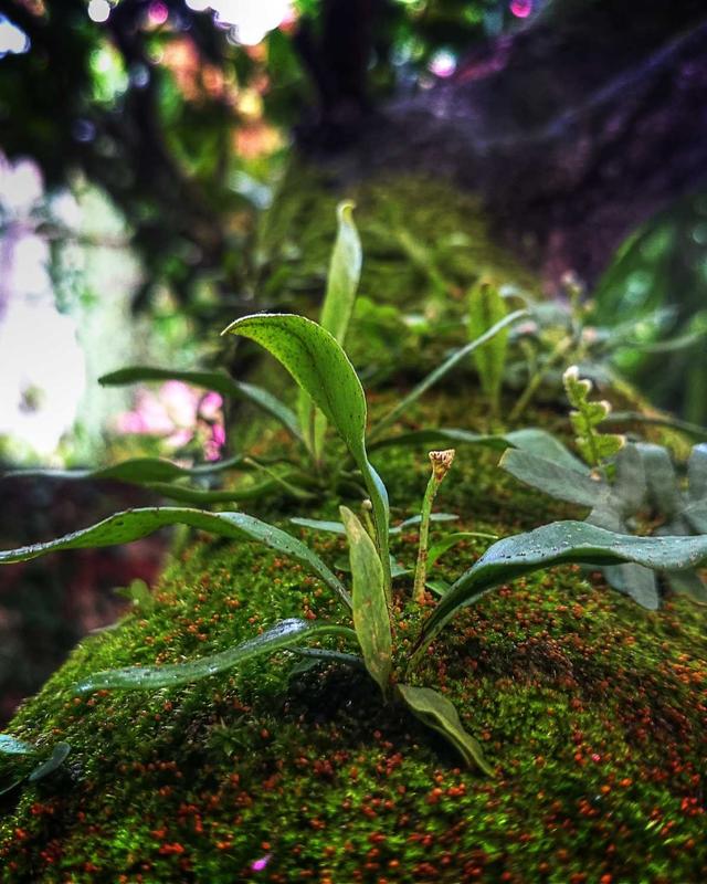 Recycled Canvas Tote Bag
